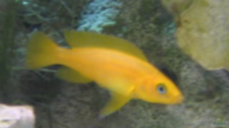 Besatz im Aquarium Becken 4996 von Erik Colditz (15)