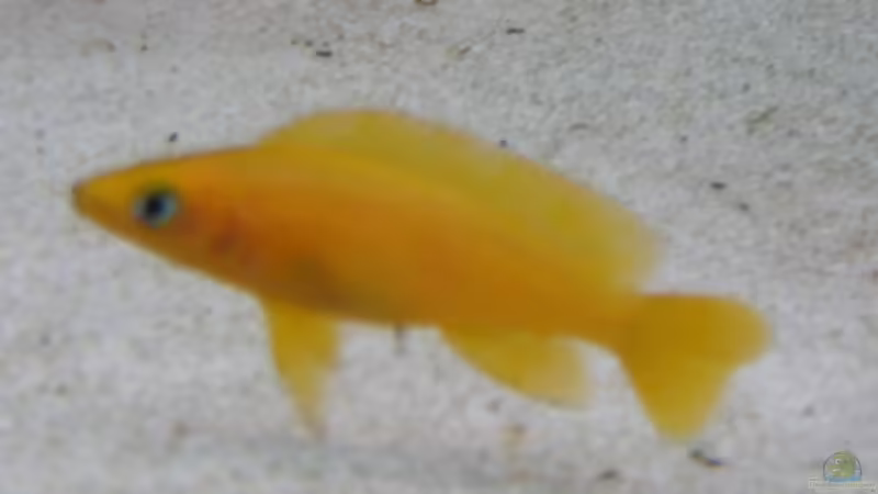 Besatz im Aquarium Becken 4996 von Erik Colditz (16)