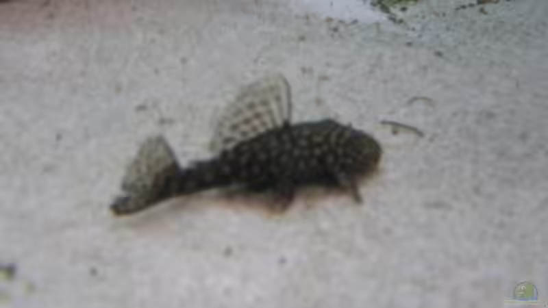 Besatz im Aquarium Becken 4996 von Erik Colditz (17)