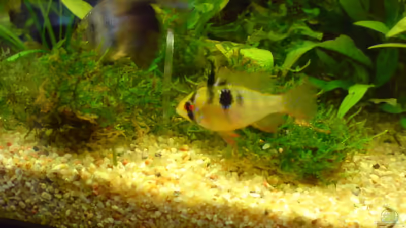 Besatz im Aquarium Becken 4999 von stevo27 (19)