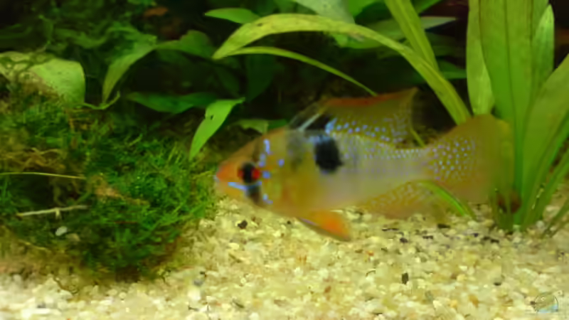 Besatz im Aquarium Becken 4999 von stevo27 (20)