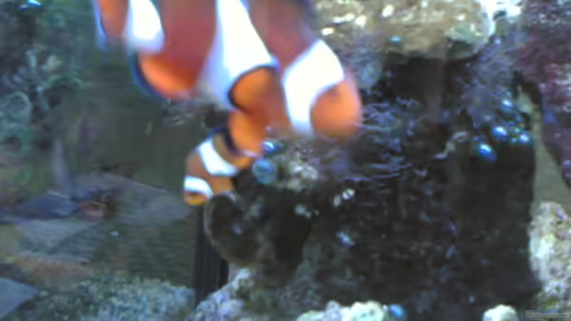 Besatz im Aquarium Becken 5003 von Jochen Heinrichs (18)