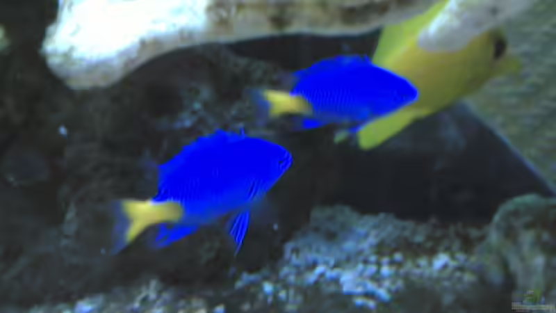 Besatz im Aquarium Becken 5003 von Jochen Heinrichs (19)