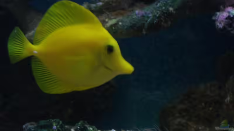 Besatz im Aquarium Becken 5003 von Jochen Heinrichs (20)