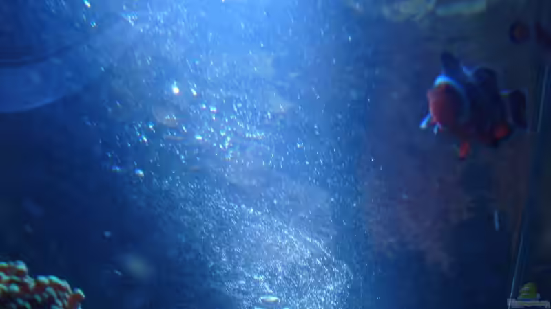 Besatz im Aquarium Becken 5003 von Jochen Heinrichs (21)