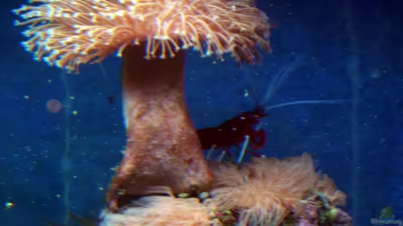 Besatz im Aquarium Becken 5003 von Jochen Heinrichs (22)