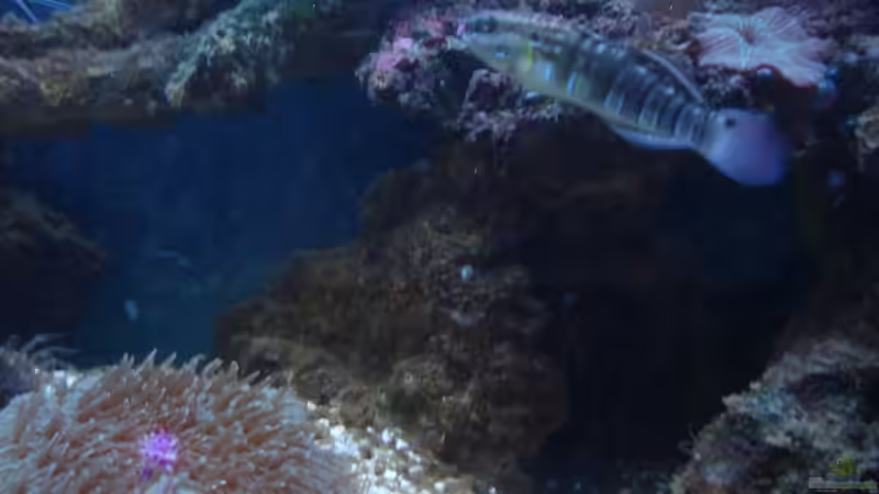 Besatz im Aquarium Becken 5003 von Jochen Heinrichs (24)