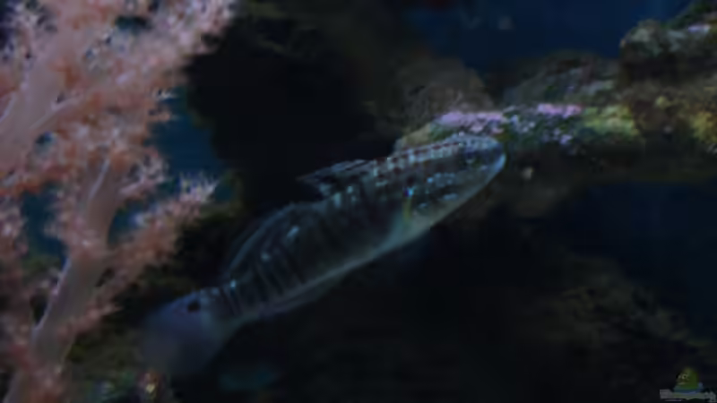 Besatz im Aquarium Becken 5003 von Jochen Heinrichs (26)