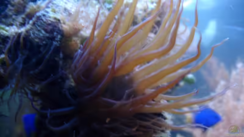 Besatz im Aquarium Becken 5003 von Jochen Heinrichs (27)