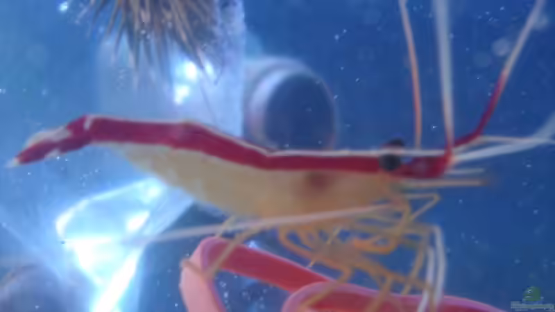 Besatz im Aquarium Becken 5003 von Jochen Heinrichs (28)