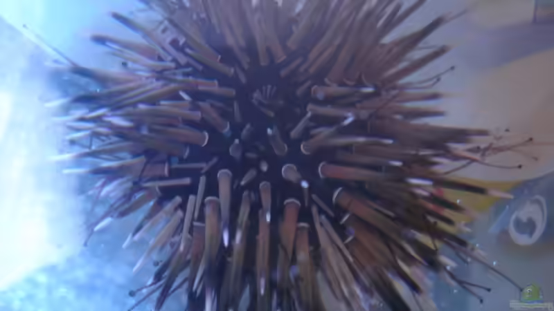 Besatz im Aquarium Becken 5003 von Jochen Heinrichs (29)