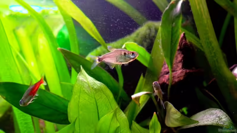 Besatz im Aquarium Becken 5033 von Michael Frank (3)