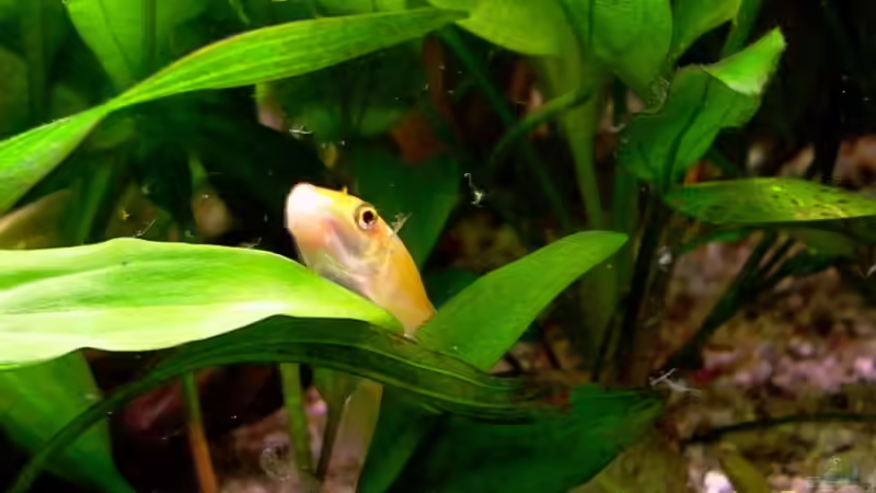 Besatz im Aquarium Becken 5033 von Michael Frank (4)