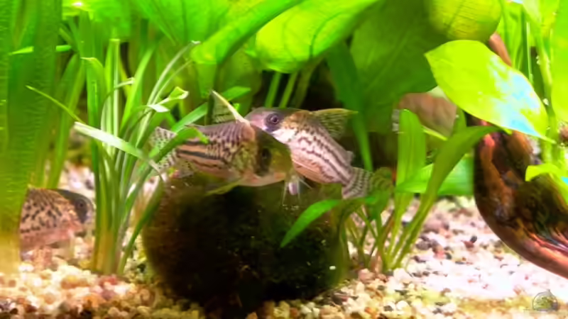 Besatz im Aquarium Becken 5033 von Michael Frank (5)