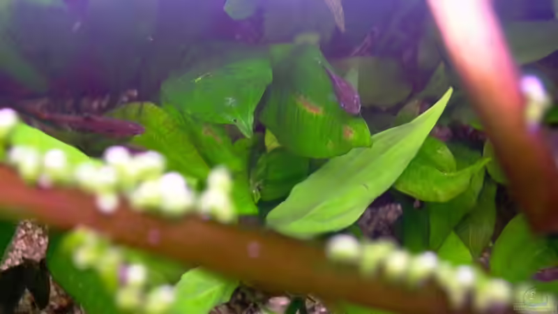 Besatz im Aquarium Becken 5033 von Michael Frank (6)