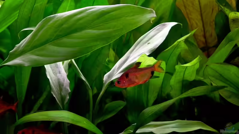 Besatz im Aquarium Becken 5033 von Michael Frank (7)