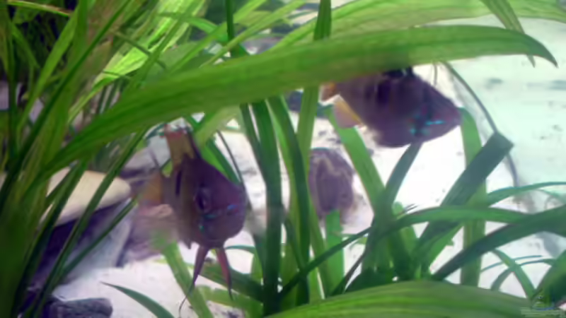 Besatz im Aquarium Becken 5034 von Mathias Möller (5)