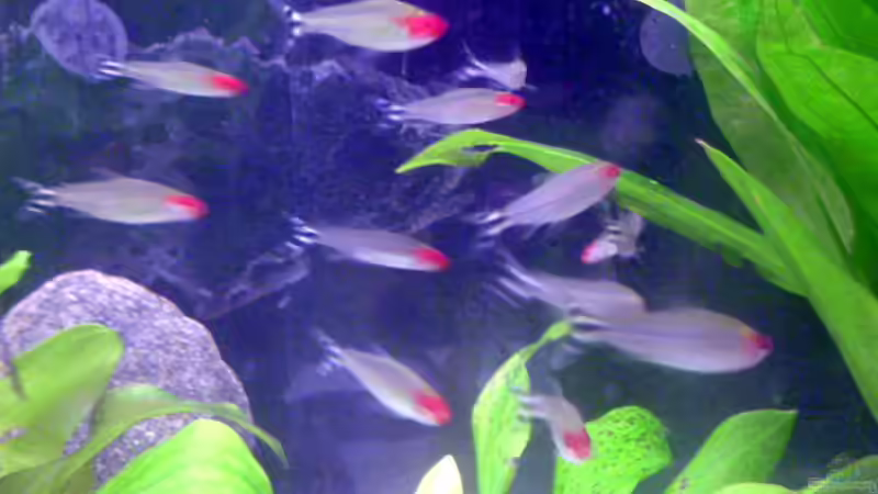 Besatz im Aquarium Becken 5034 von Mathias Möller (6)