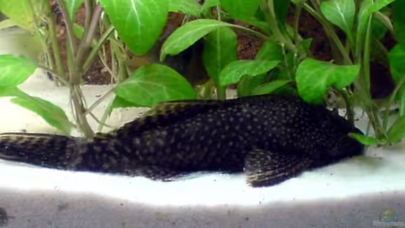 Besatz im Aquarium Becken 5034 von Mathias Möller (7)