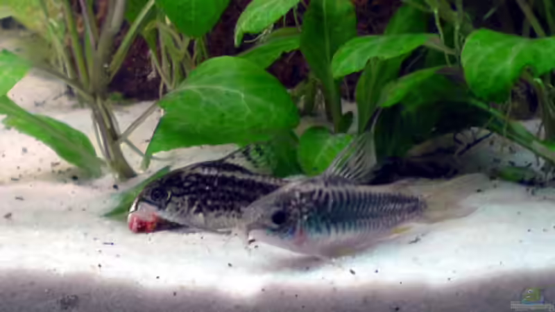 Besatz im Aquarium Becken 5034 von Mathias Möller (8)