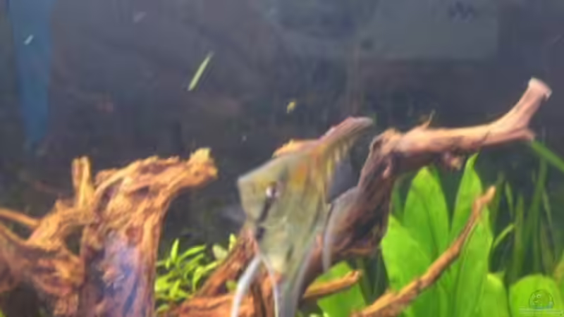 Besatz im Aquarium Becken 5040 von Daniel Kroppenberg (10)