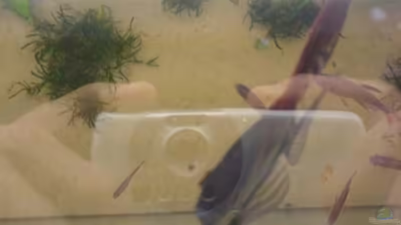 Besatz im Aquarium Becken 5040 von Daniel Kroppenberg (11)