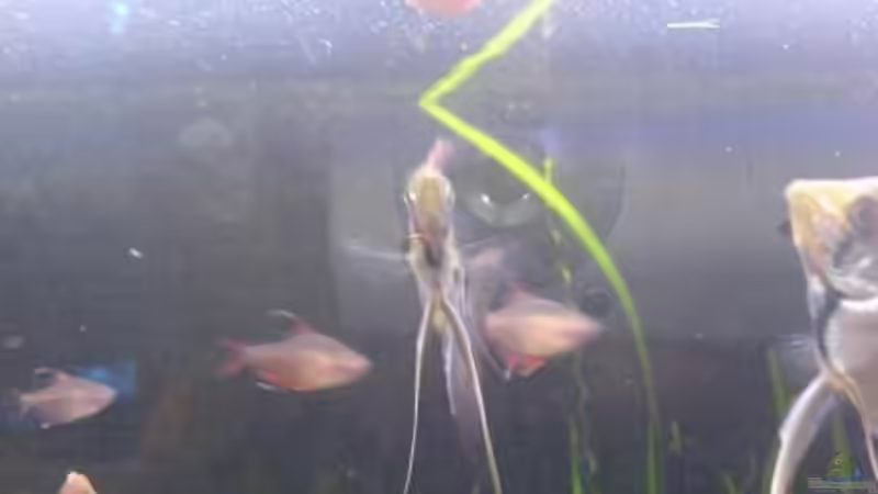 Besatz im Aquarium Becken 5040 von Daniel Kroppenberg (8)