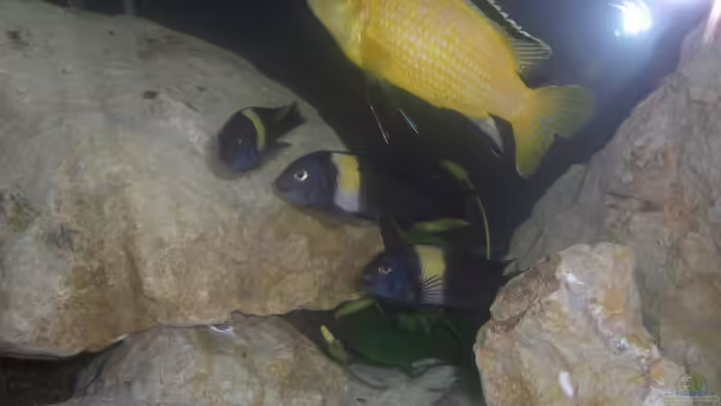 Besatz im Aquarium Becken 5049 von Kevin Passing (17)