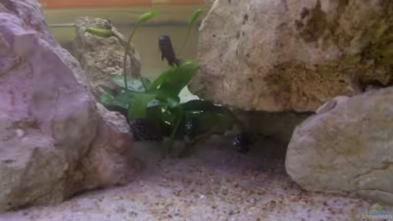 Besatz im Aquarium Becken 5049 von Kevin Passing (20)