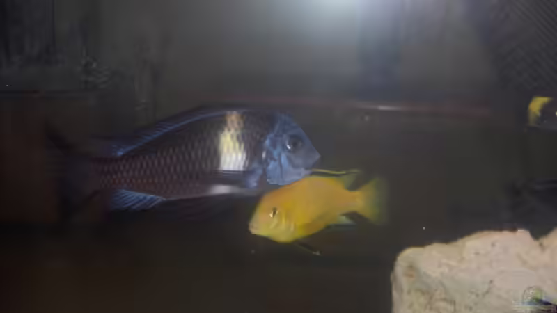 Besatz im Aquarium Becken 5049 von KevP79 (15)