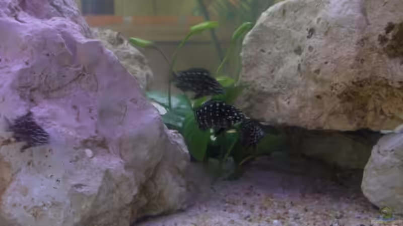 Besatz im Aquarium Becken 5049 von KevP79 (16)