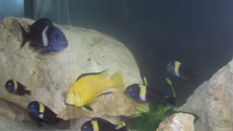 Besatz im Aquarium Becken 5049 von KevP79 (18)