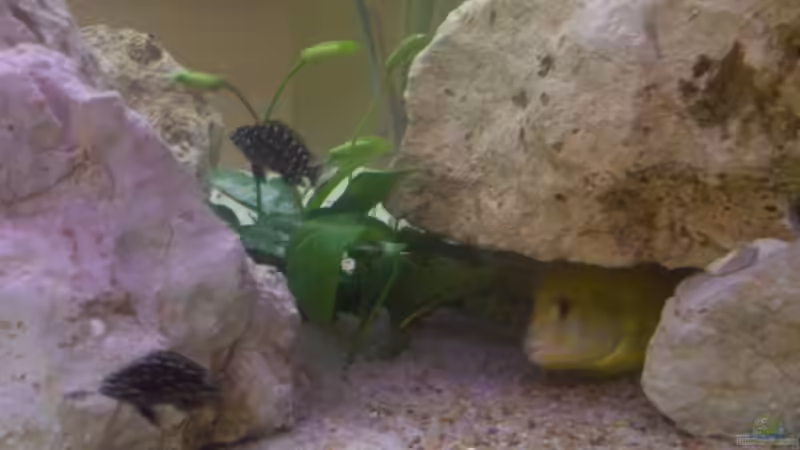 Besatz im Aquarium Becken 5049 von KevP79 (19)