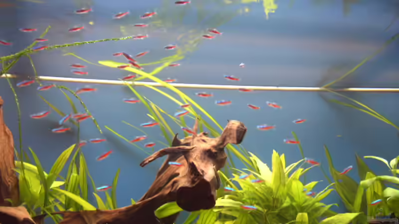 Besatz im Aquarium Becken 5052 von Artur Wegert (15)