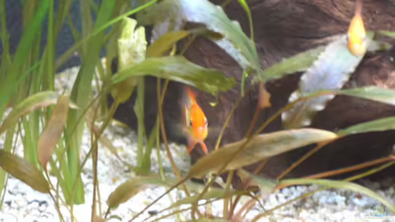 Besatz im Aquarium Becken 5052 von Artur Wegert (16)