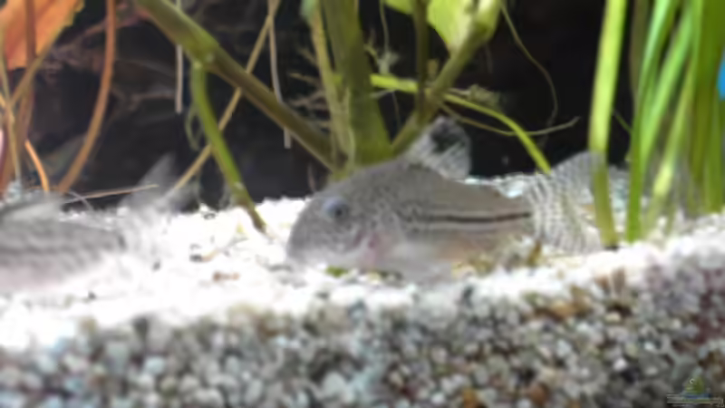 Besatz im Aquarium Becken 5052 von Artur Wegert (17)