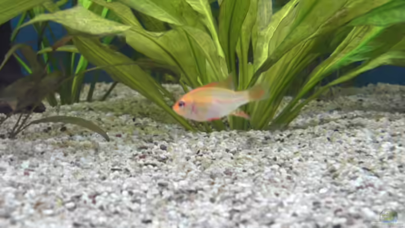 Besatz im Aquarium Becken 5052 von Artur Wegert (18)