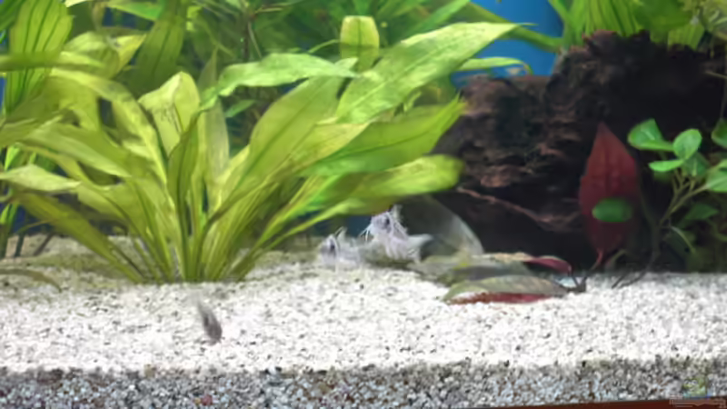 Besatz im Aquarium Becken 5052 von Artur Wegert (19)