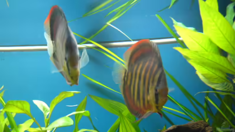 Besatz im Aquarium Becken 5052 von Artur Wegert (20)