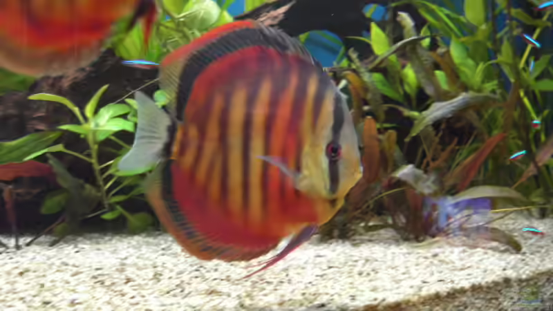 Besatz im Aquarium Becken 5052 von Artur Wegert (21)