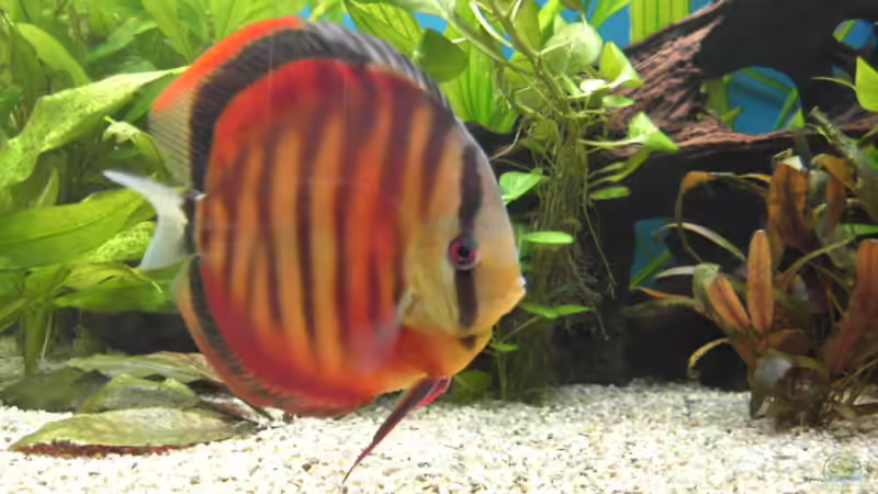 Besatz im Aquarium Becken 5052 von Artur Wegert (22)