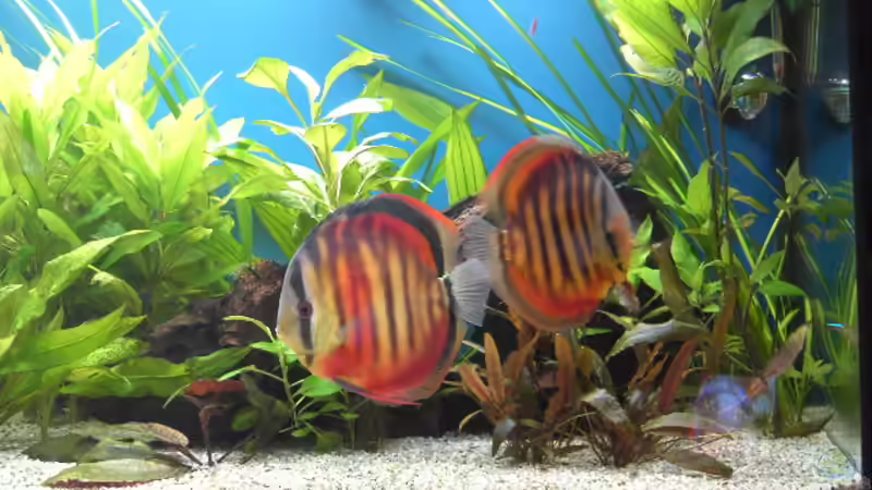 Besatz im Aquarium Becken 5052 von Artur Wegert (23)