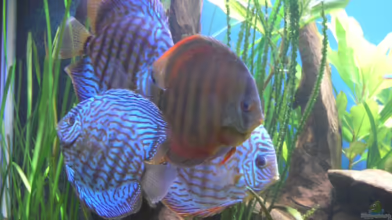 Besatz im Aquarium Becken 5052 von Artur Wegert (24)