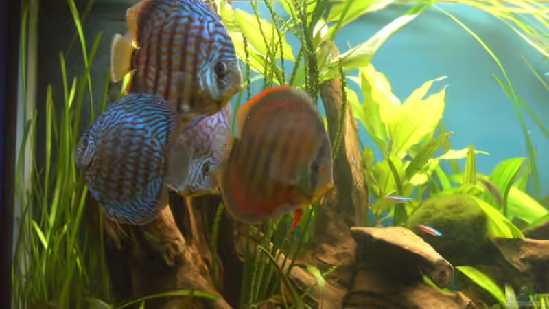 Besatz im Aquarium Becken 5052 von Artur Wegert (26)