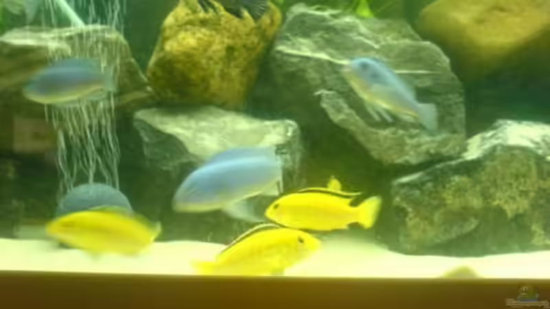 Besatz im Aquarium Becken 5074 von Heiko Rodegast (10)