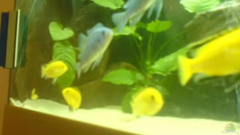 Besatz im Aquarium Becken 5074 von Heiko Rodegast (11)