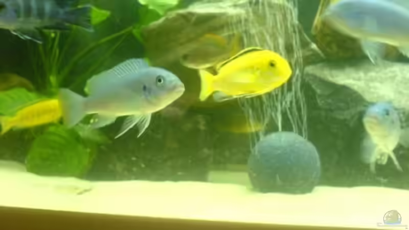 Besatz im Aquarium Becken 5074 von Heiko Rodegast (12)