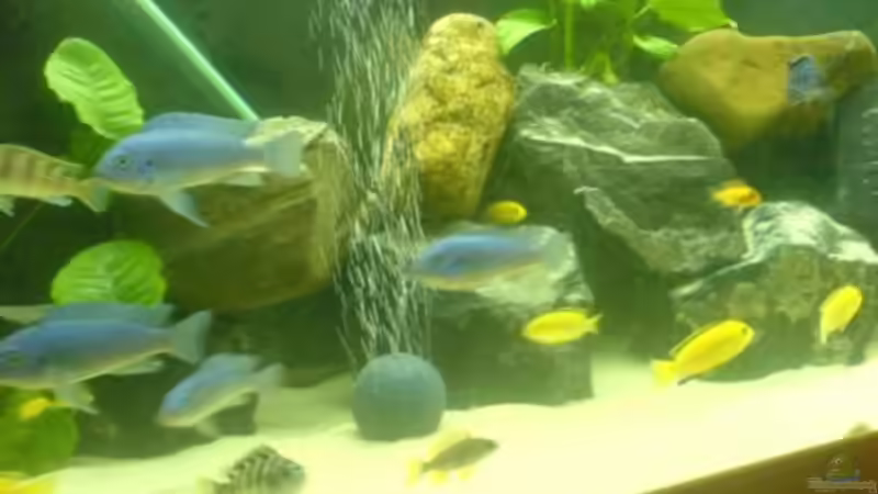 Besatz im Aquarium Becken 5074 von Heiko Rodegast (13)