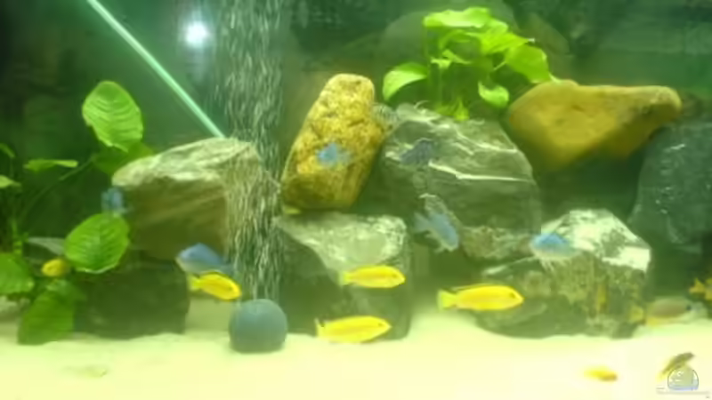 Besatz im Aquarium Becken 5074 von Heiko Rodegast (8)