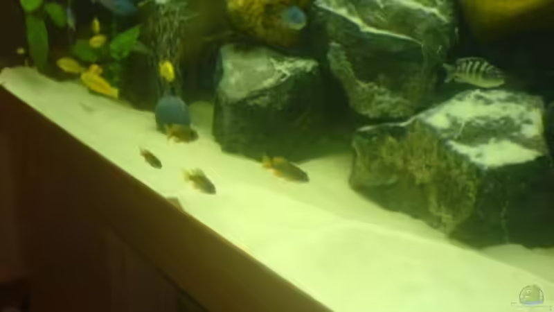 Besatz im Aquarium Becken 5074 von Heiko Rodegast (9)